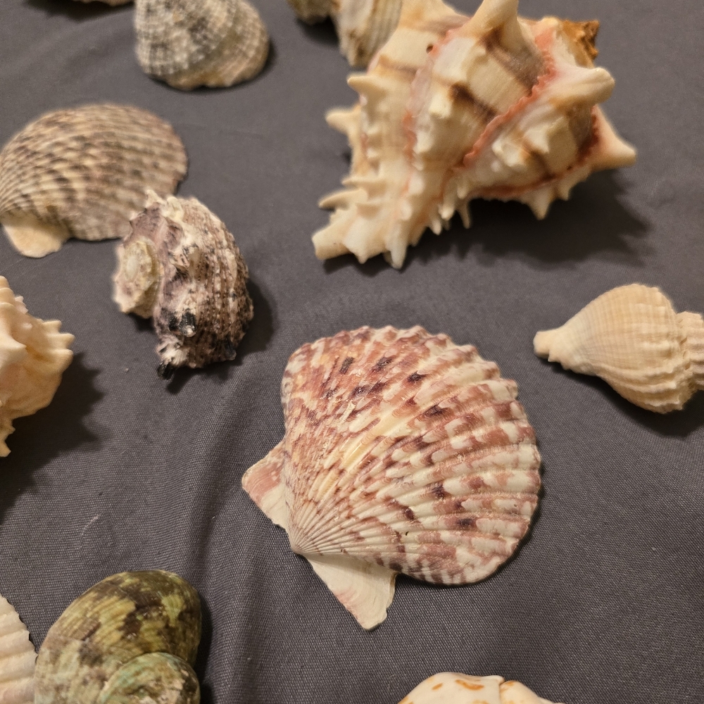 Assorted Seashell Collection 16 Pieces - Picture 3 of 11